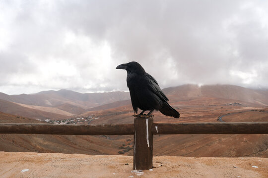 Raven on Fence in Mountain Landscape