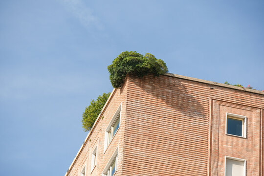 Tree Growing on Rooftop
