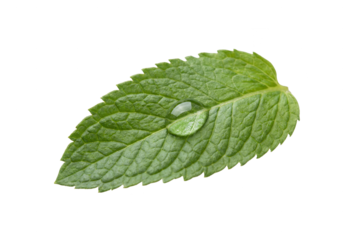 Fresh Mint Leaf with Water Droplet on White Background