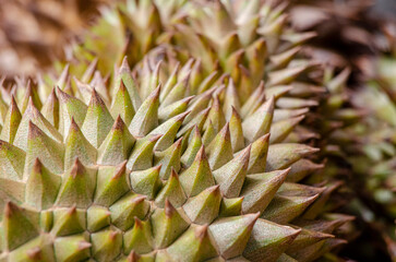 Fototapeta premium High resolution close up of durian rind emphasizing spiky structure rugged texture and exotic Southeast Asian fruit character