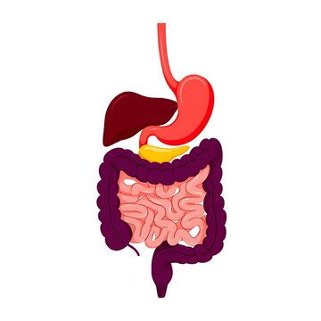 Illustration of Human Digestive System Anatomy Diagram