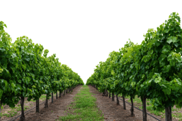 Rows of lush green grapevines with a path through the vineyard plant agriculture