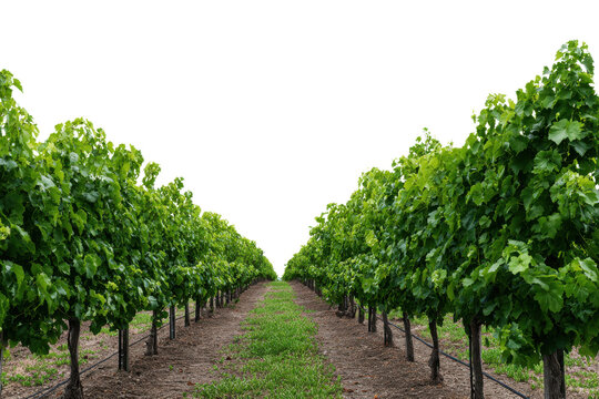 Rows of lush green grapevines with a path through the vineyard plant agriculture - Powered by Adobe