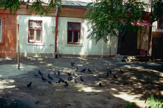 pigeons in the yard of an old house