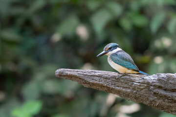 Sacred kingfisher (Todiramphus sanctus), Lane Cove, Sydney. Migratory Australian bird.
