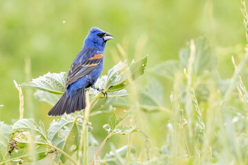 A wild blue grosbeak perched on a bush in a park in Colorado.
