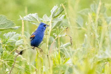 A wild blue grosbeak perched on a bush in a park in Colorado.