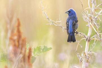 A wild blue grosbeak perched on a bush in a park in Colorado.