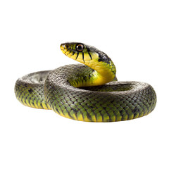 Obraz premium snake on transparent