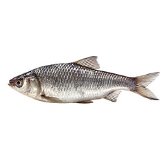 Fototapeta premium beautiful fish on transparent