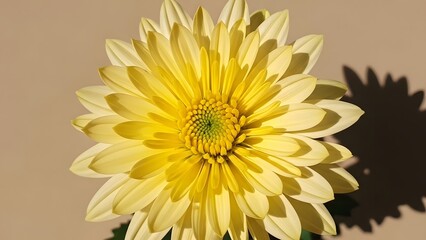 Beautiful yellow flower for mom on mother's day a symbol of love and appreciation