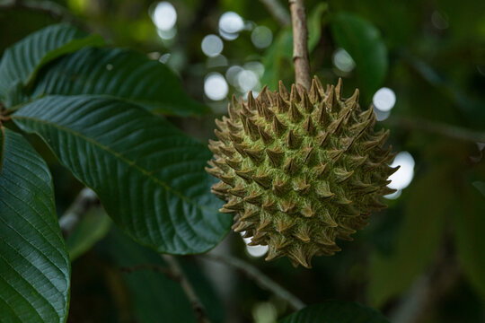 Unique Durian Fruit Hanging on a Green Branch in Chiapas Mexico