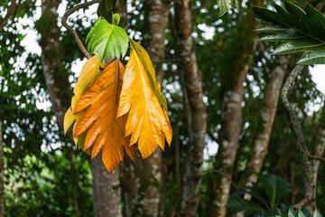 Vibrant orange leaves contrasting with green foliage in Chiapas
