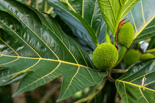 Green Spherical Fruit on Lush Tropical Leaves in Chiapas Mexico