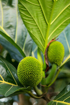 Close-Up of Unique Spiky Green Fruit from artocarpus altilis tree