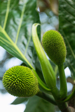 Young green fruit on tree in natural setting in Chiapas Mexico