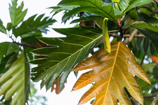 Large green leaves with sunlit backdrop from artocarpus altilis tree