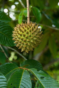 Close-Up on Durian, Unique Tropical Spiky Fruit