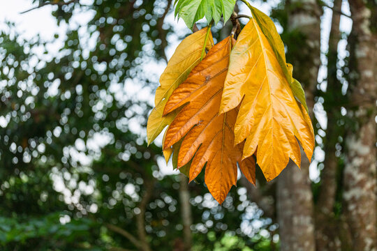 Cluster of large orange leaves on tree artocarpus altilis