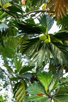 Tree branches with green spiky fruit and leaves from a tree in Mexico