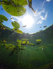 A split-view underwater shot showcases lily pads, sunlight, and a blue sky above. Small fish swim through the water