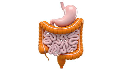 3D Render of Human Stomach, Small Intestine, and Large Intestine