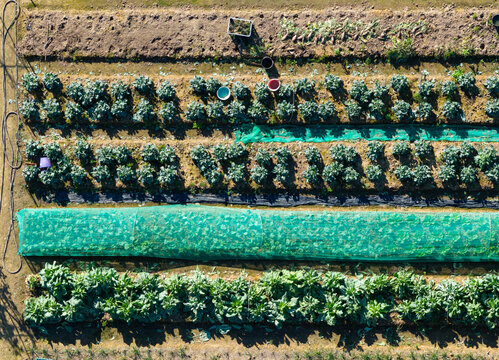 Aerial View of a Patterned Farm Field with Crops
