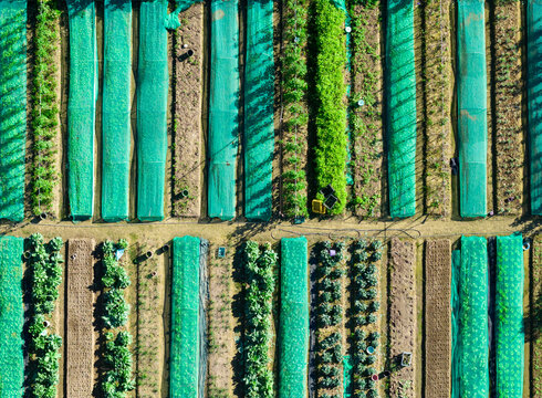 Aerial Turquoise Insect Nets Vegetable Farm Rows