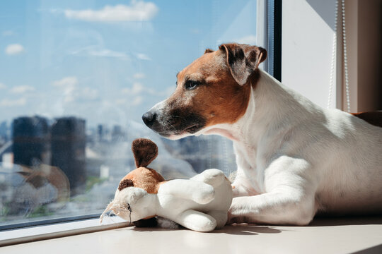 Dog Enjoying a Sunny Day by the Window With a Favorite Toy