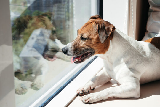 Joyful Dog Watching Birds Through a Sunny Window