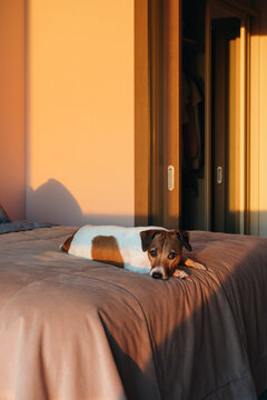 Charming Dog Resting on a Bed in a Cozy Room at Sunset