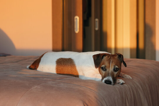 Warm Sunlight Warms a Resting Dog on a Cozy Bed