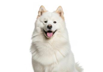 Fluffy white samoyed dog isolated on transparent background