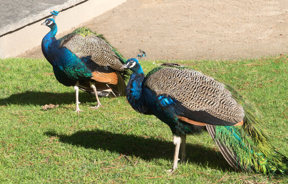 Two peacocks on the grass