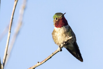 A wild broad tailed hummingbird in a park in Colorado.