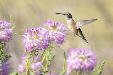 A wild broad tailed hummingbird in a park in Colorado.