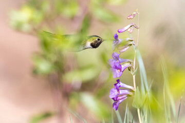 A wild broad tailed hummingbird in a park in Colorado.