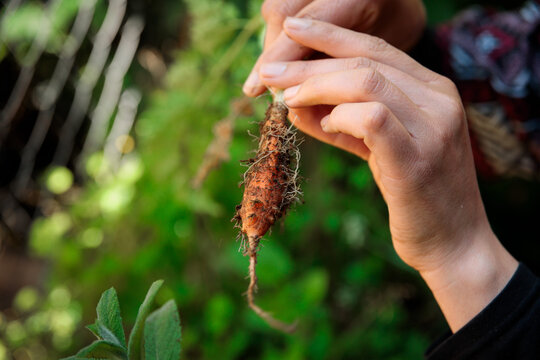 Hands Cleaning Freshly Harvested Carrot Root