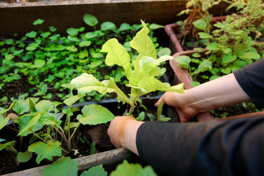 Hands Planting Leafy Seedling in Garden Bed