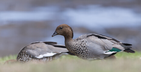 Close up of an Australian Wood duck standing on grass by lakeside at Mount Penang, NSW, Australia