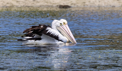 Close up of two pelicans on lake looking like a two headed pelican at Mount Penang, NSW, Australia