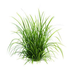 Fototapeta premium fresh green grass