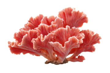 Vibrant pink coral reef organism with delicate frilled edges on black marine ocean