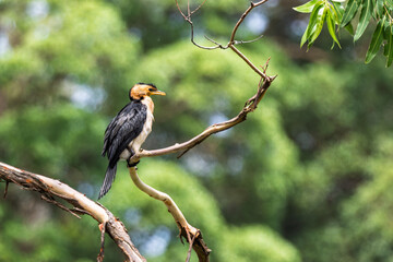 Close up of a Little Pied Cormorant perched on branch  at Mount Penang, NSW, Australia