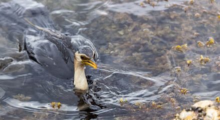 Close up of wet fierce looking Pied Cormorant in amongst seaweed at Drifters Wharf, Gosford, NSW, Australia