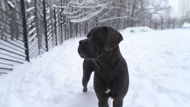 One-year-old Cane Corso stands in the snow on a snowy winter day and looking around on the training ground. 4K