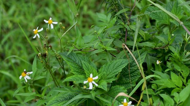 close up of Bidens Pilosa.