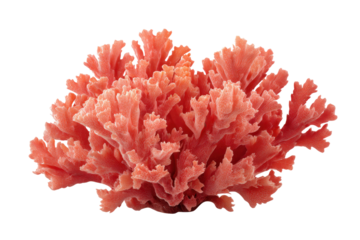 Close up of a vibrant pink branching coral against a black background marine ocean