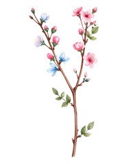 Watercolor illustration of pink and blue cherry blossom branches vector illutrastion transparent background