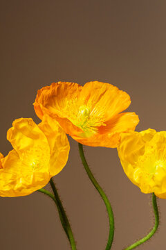 Open poppy flowers